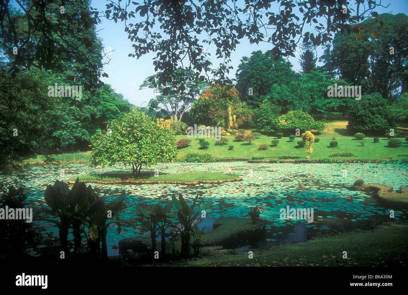 Peradeniya Botanical Gardens Sri Lanka Kandy Stock Photo