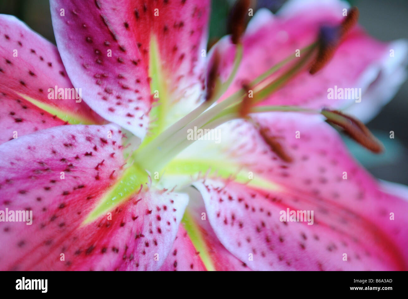 Pink Tiger Lily Stargazer Stock Photo Alamy
