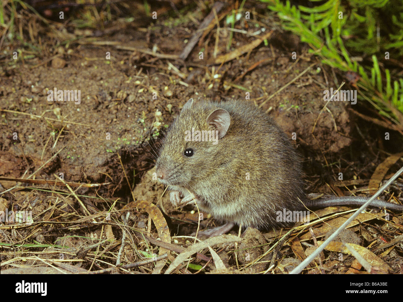 Swamp Rat Rattus lutreolus Photographed in Tasmania Australia Stock