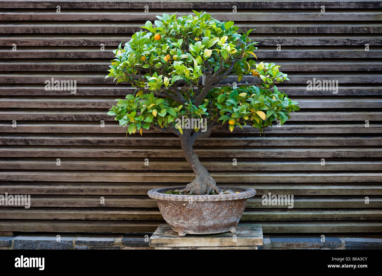 A citrus tree grown as bonsai. At the Huntington Botanical Gardens, Santa  Monica, USA Stock Photo - Alamy