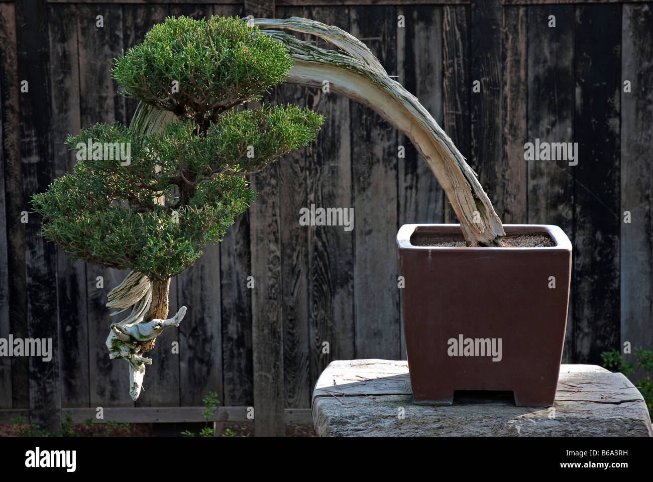 California Juniper tree (Juniperus californica) grown as bonsai. At the