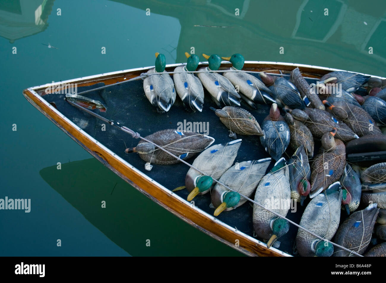 Boat loaded with dummy ducks (decoy) Stock Photo