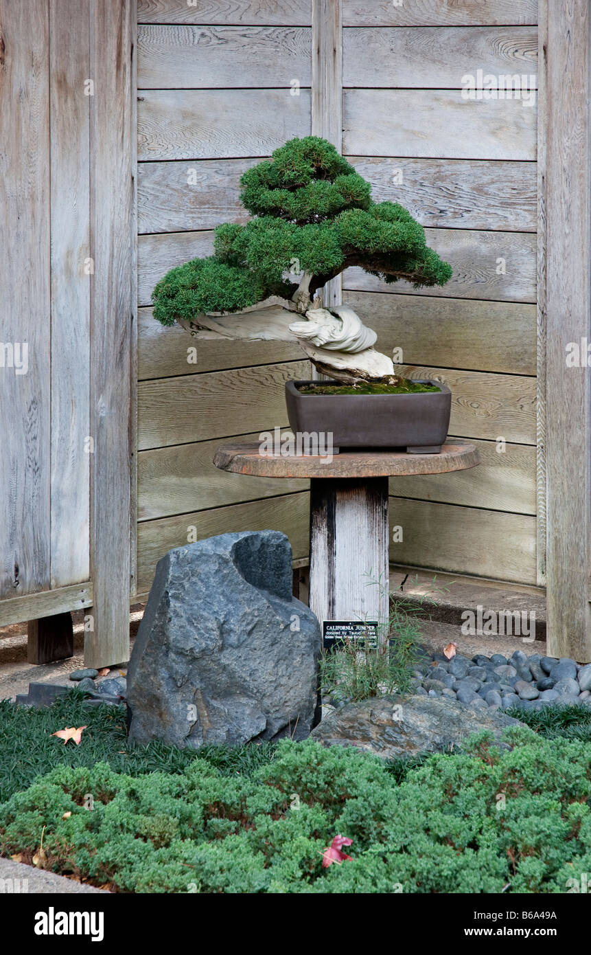 California Juniper tree (Juniperus californica) grown as bonsai. At the