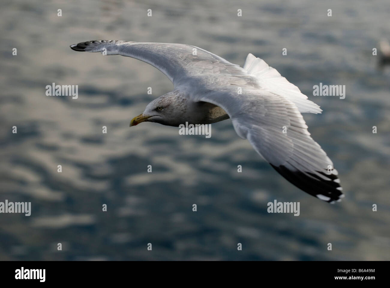 A seagull in flight Stock Photo