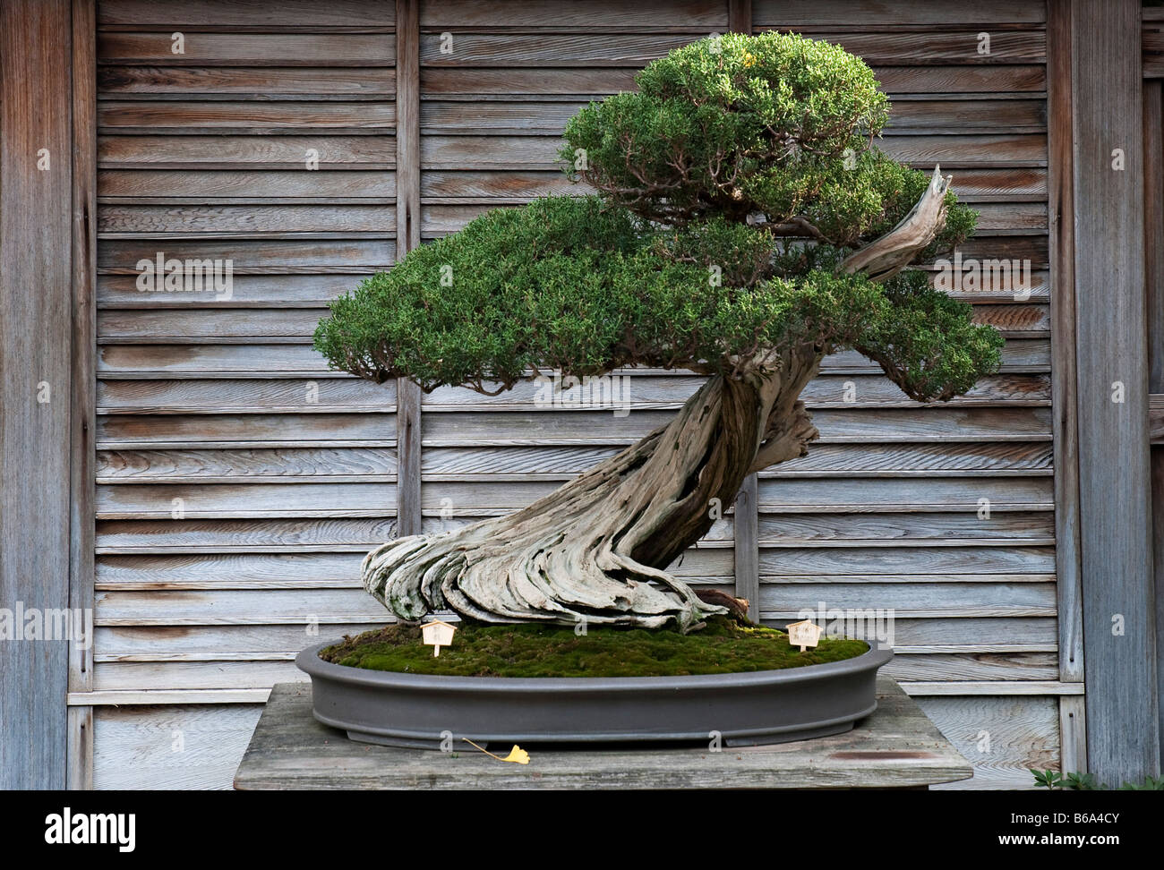 California Juniper tree (Juniperus californica) grown as bonsai. At the