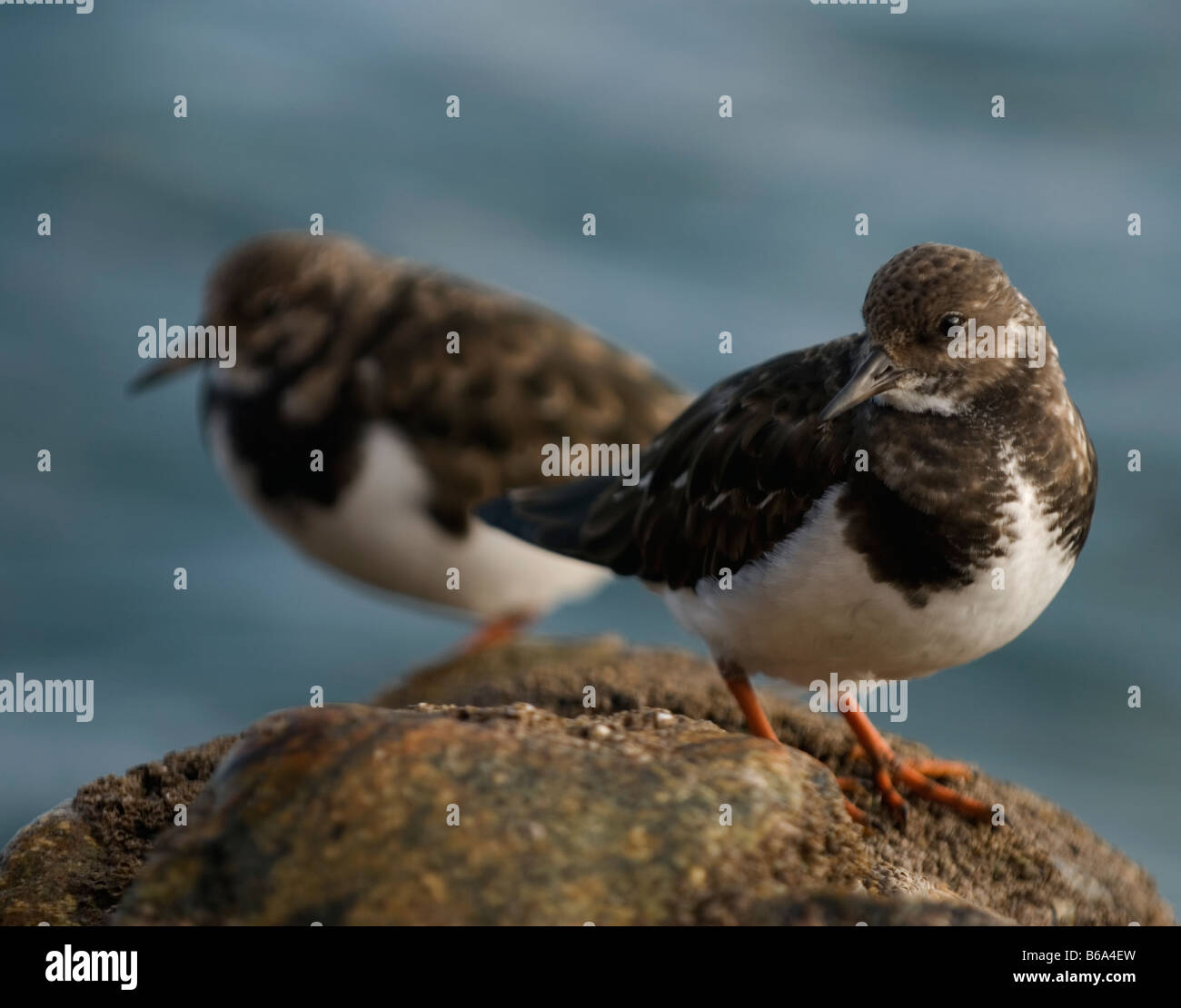A couple of Turnstones standing on a rock next to the sea Stock Photo