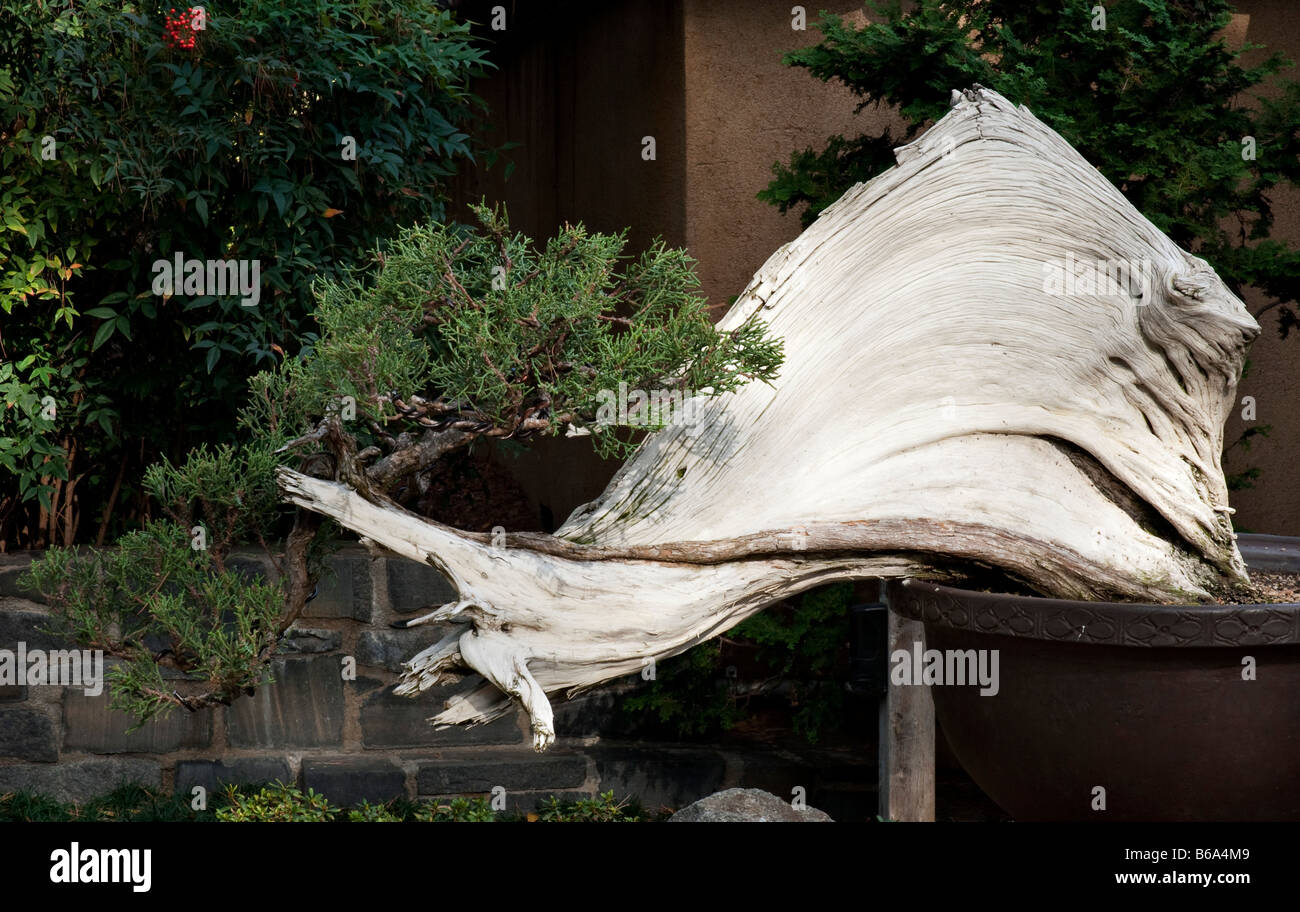 California Juniper tree (Juniperus californica) grown as bonsai. At the