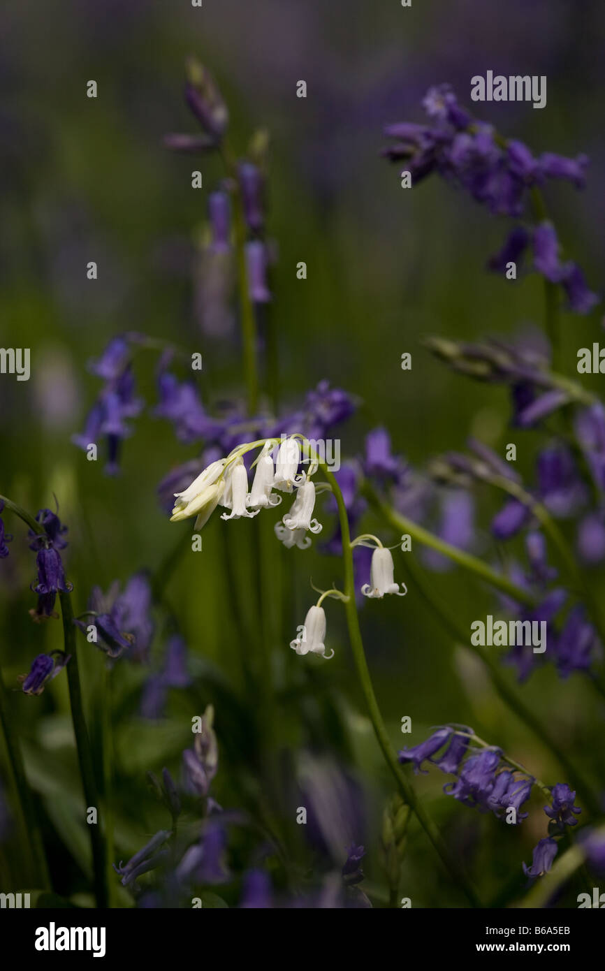 White Bluebell in East Sussex, South-East of England Stock Photo