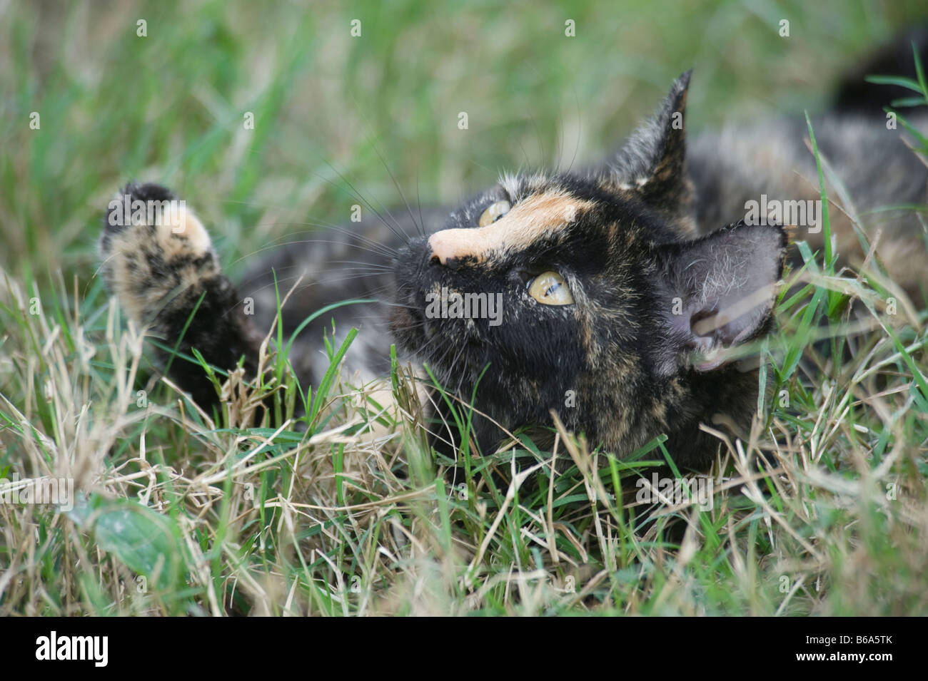 Cat lying in grass hi-res stock photography and images - Alamy