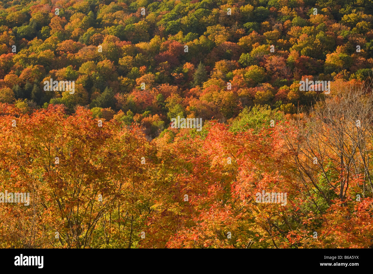 MICHIGAN Fall color in the hardwood forest below Summit Peak in the