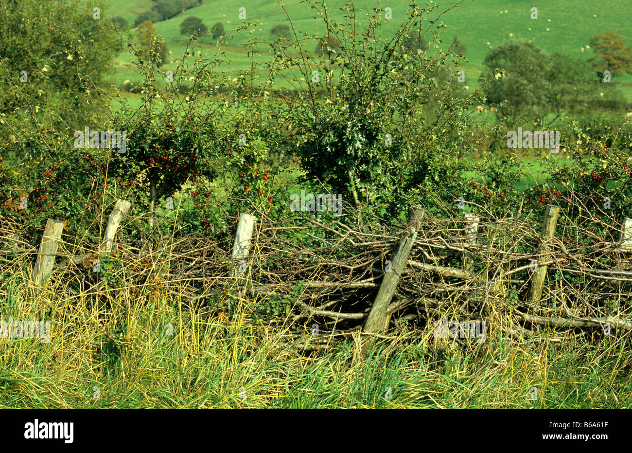 Old repaired fencing and Hawthorn hedge, Wales. Stock Photo
