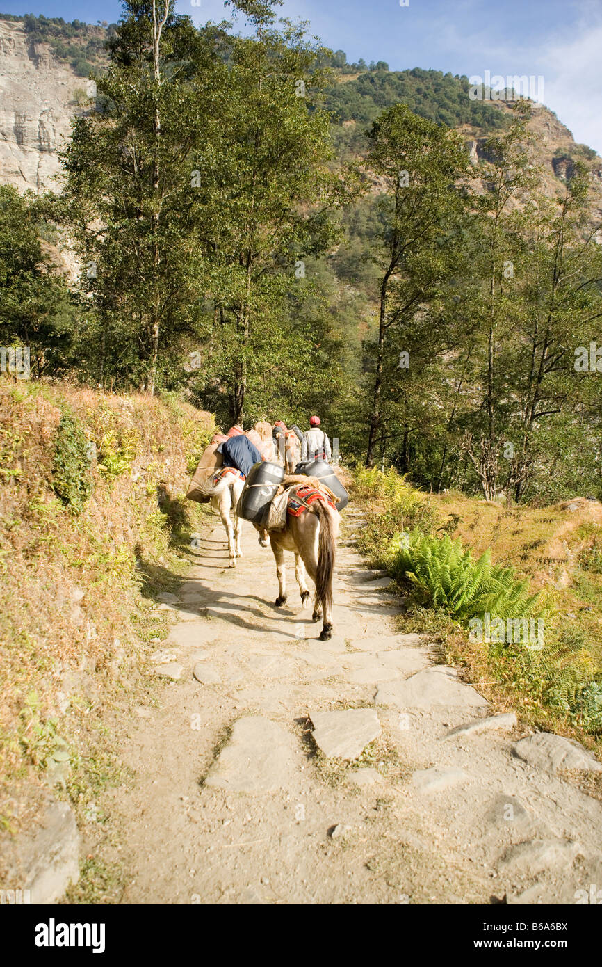 Mule or donkey train on a footpath to Ghandruk in the Modi River Valley ...