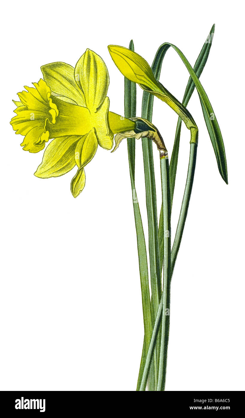 Wild daffodil, Narcissus pseudonarcissus, poisonous plants illustrations Stock Photo