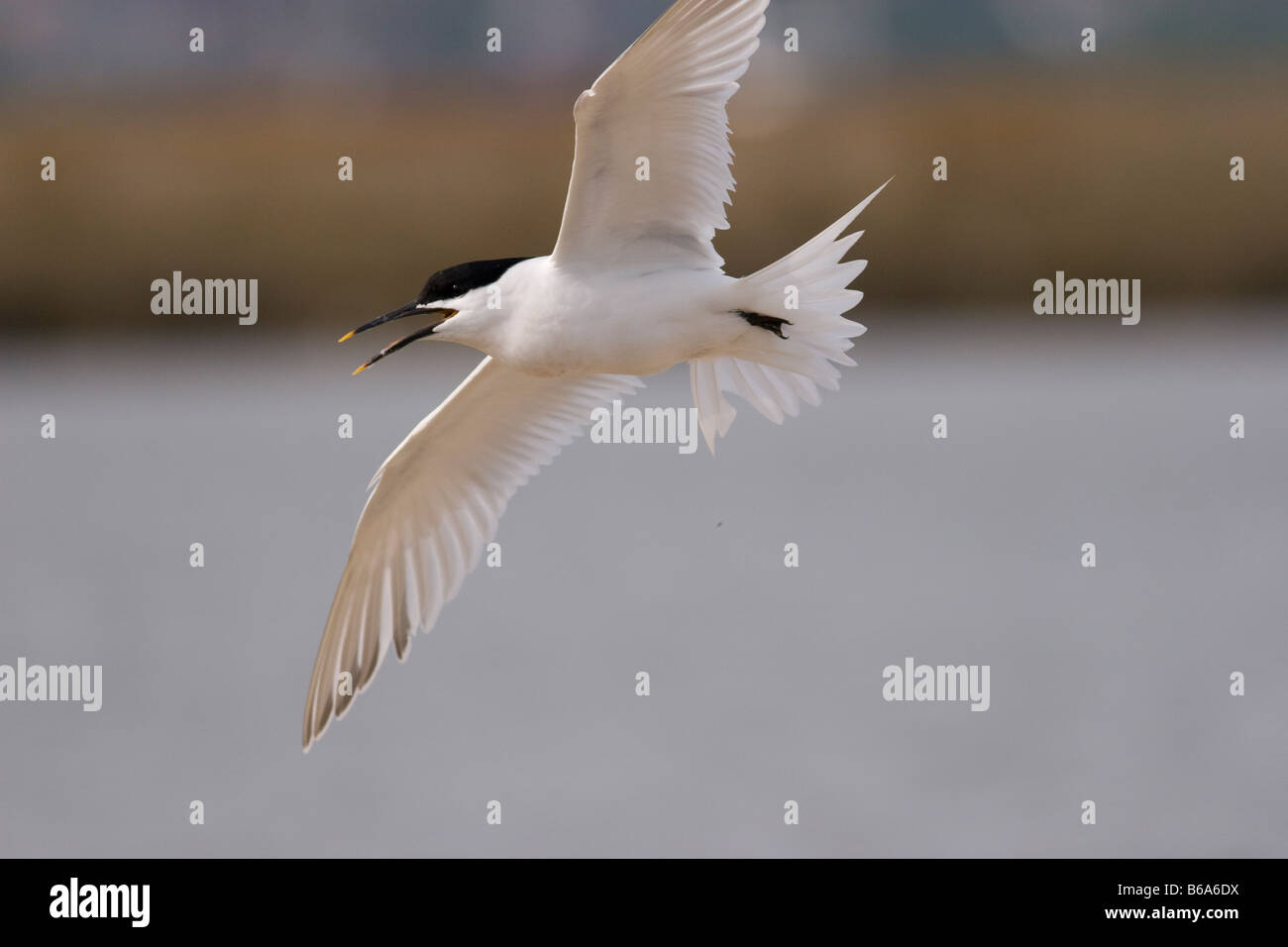 Sandwich Tern (Sterna sandvicensis) in flight calling Stock Photo