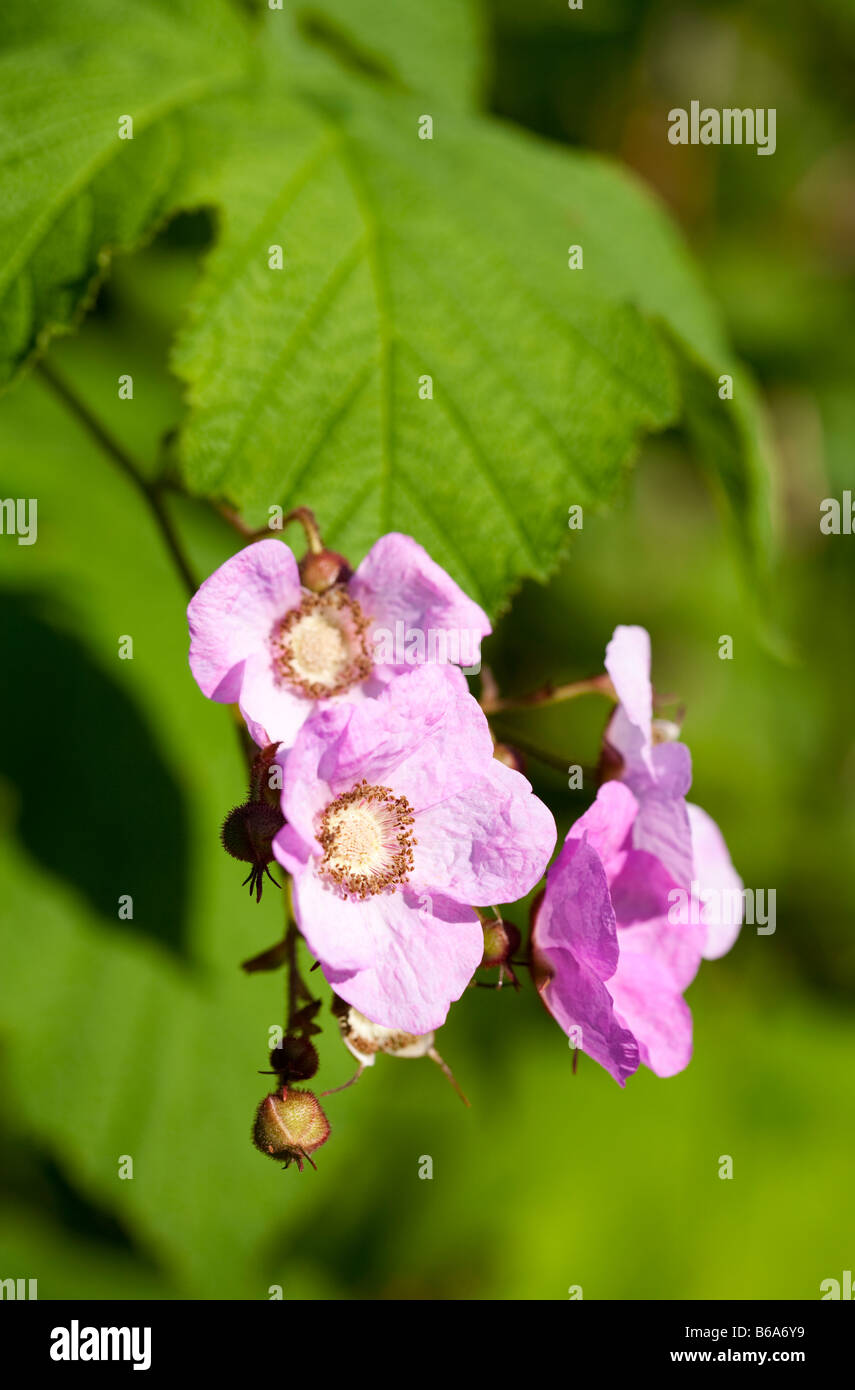 Purple-flowering raspberry rubus odoratus Stock Photo