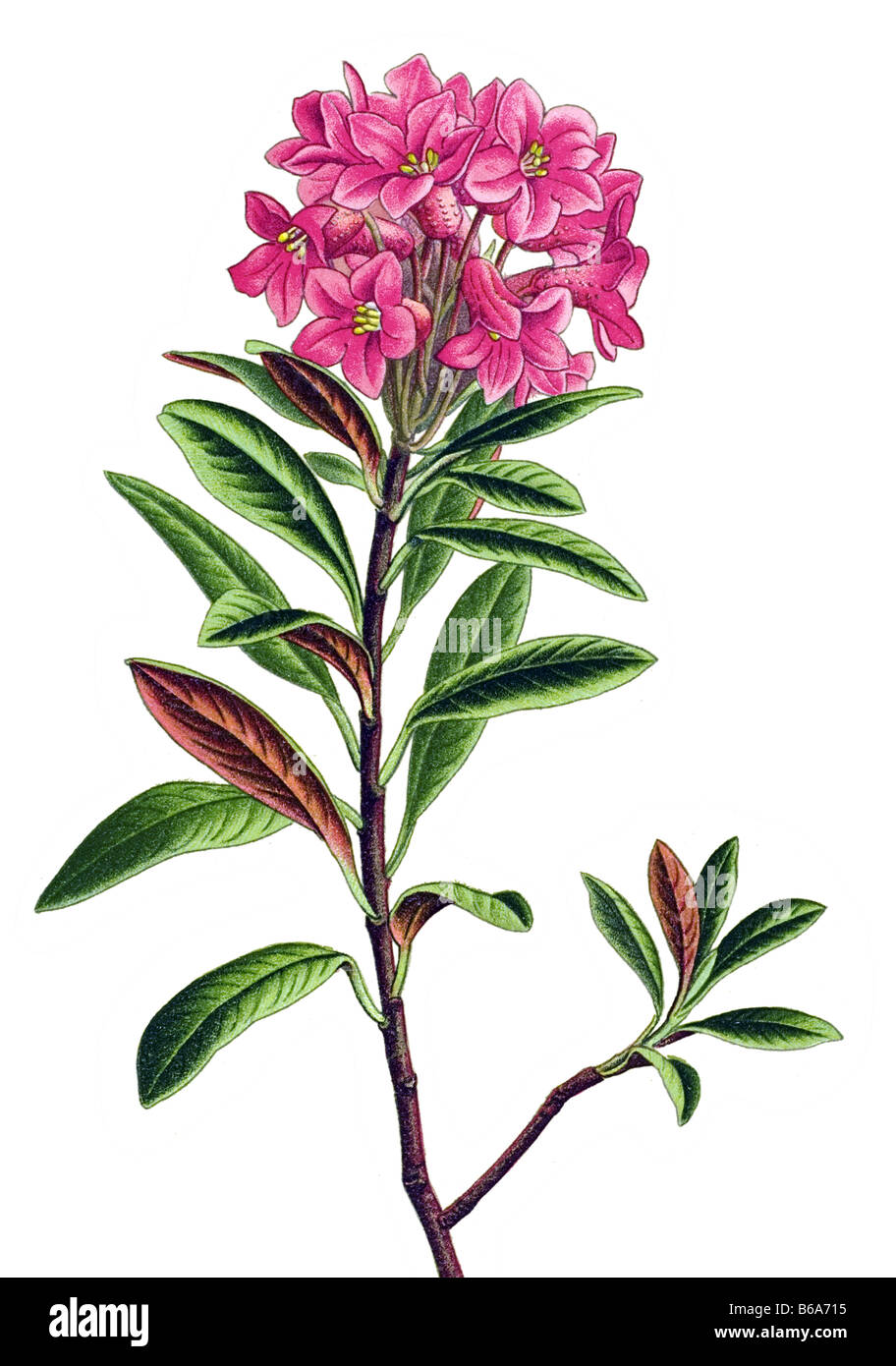 Rusty-leaved alpenrose, Rhododendron ferrugineum poisonous plants illustrations Stock Photo