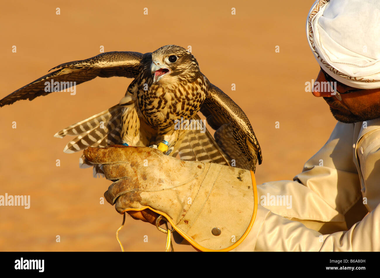 Falcon sitting on the hand of a falconer, Falcon training in Dubai, United Arab Emirates, UAE Stock Photo