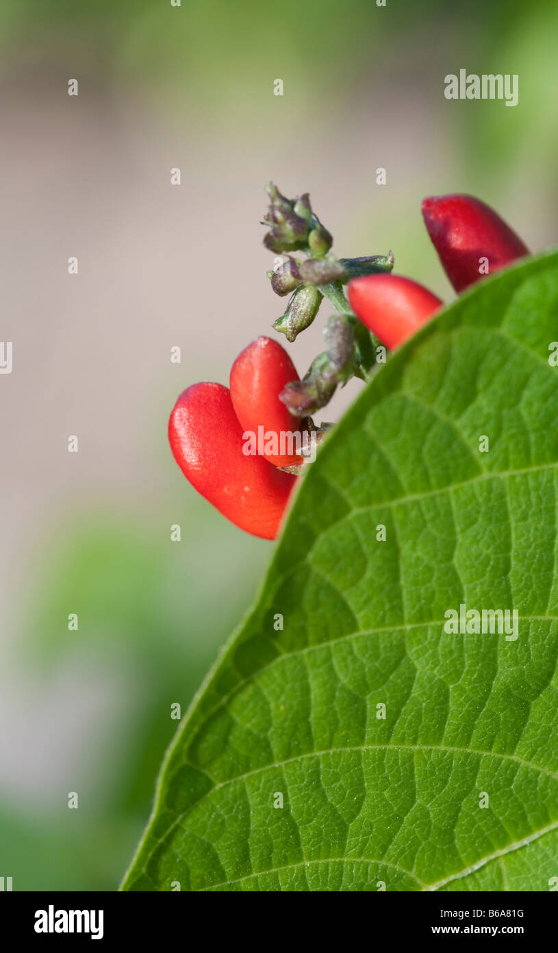 Case knife bean hires stock photography and images Alamy
