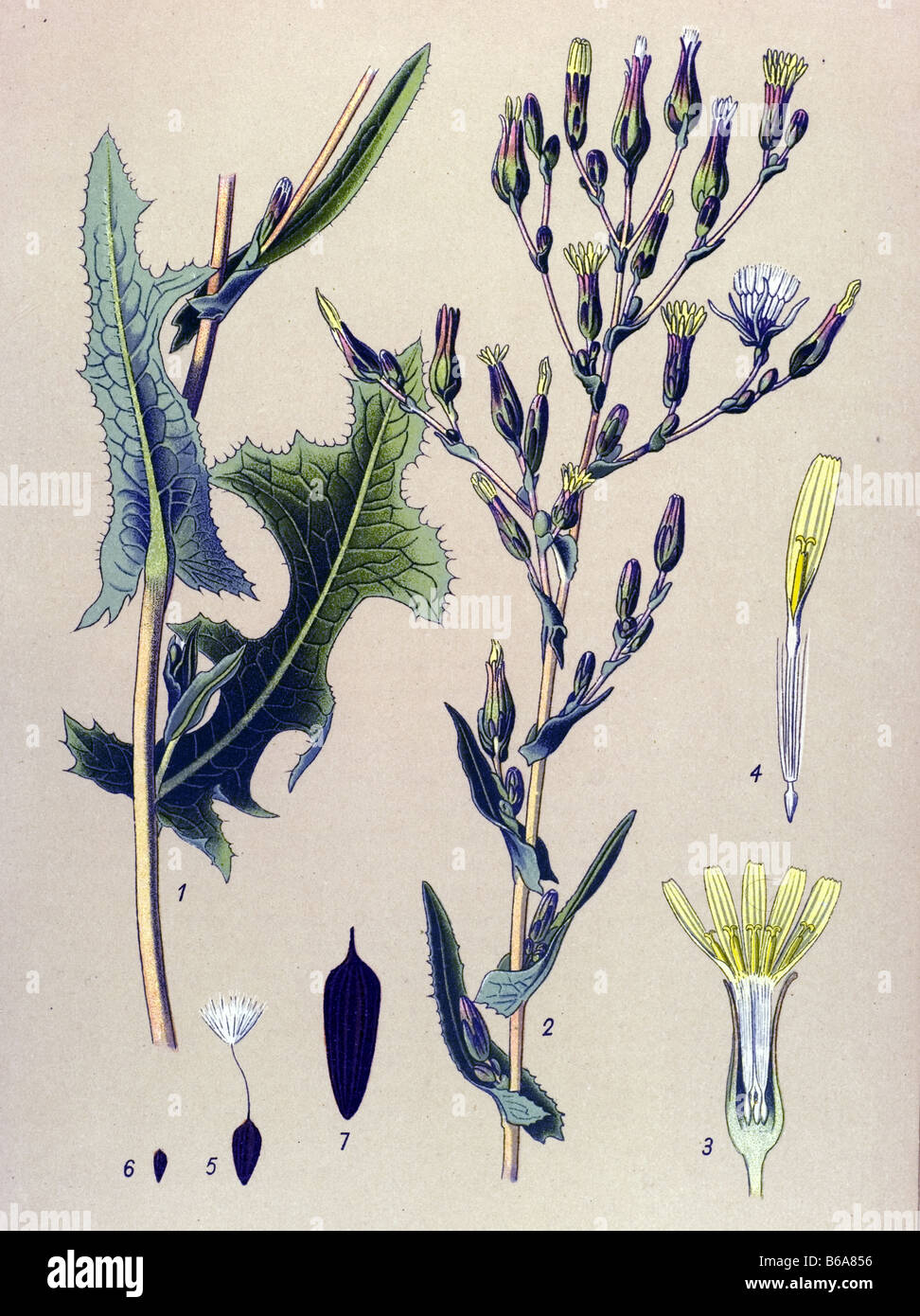 Prickly Lettuce, Lactuca serriola, Lactuca scariola poisonous plants illustrations Stock Photo