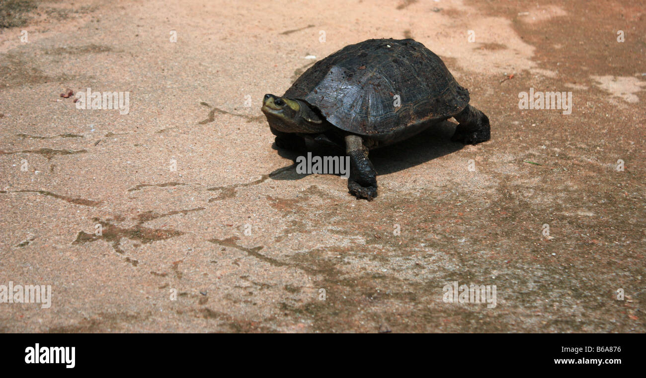 Turtle Moving through Stock Photo