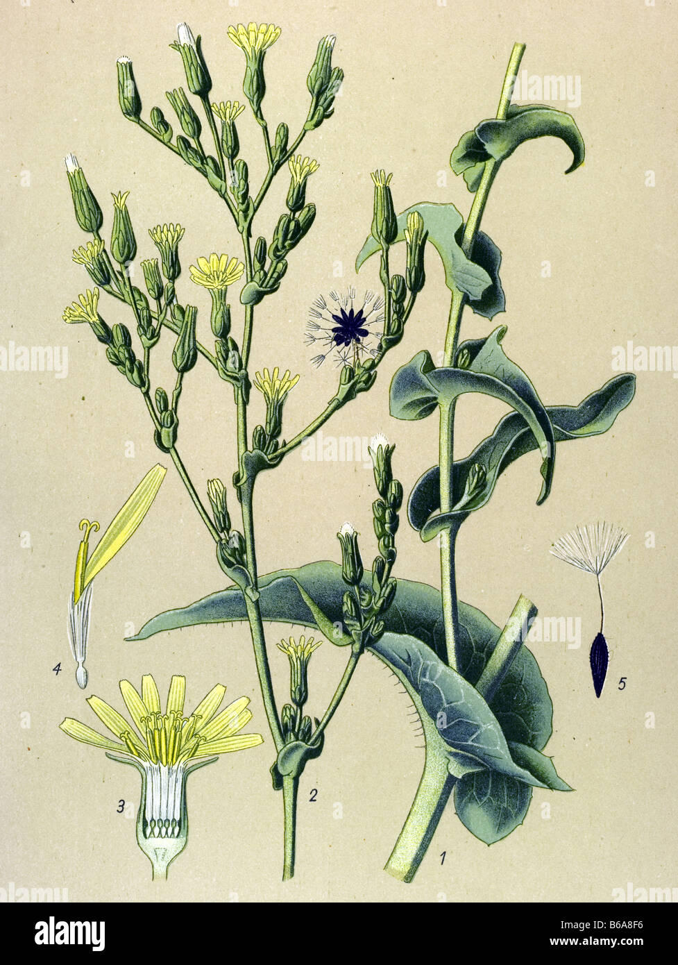 Wild Lettuce, Lactuca virosa poisonous plants illustrations Stock Photo