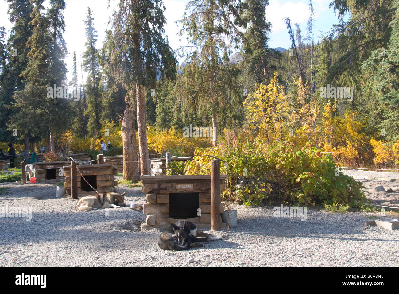 Park Kennels, Denali National Park and Preserve, Alaska Stock Photo Alamy