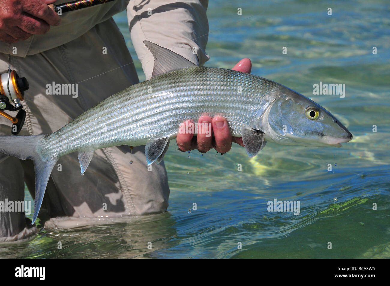A large bonefish is carefully landed by an angler in the shallow flats. He released the “gray ghost” to fight another day. Stock Photo