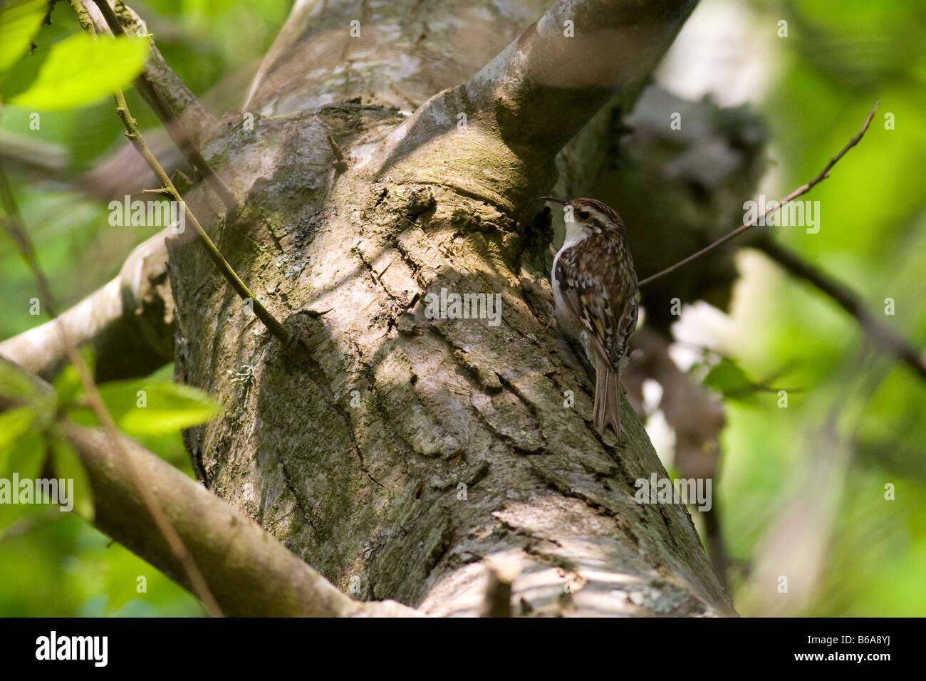 Treecreeper (Certhia familiaris) Stock Photo