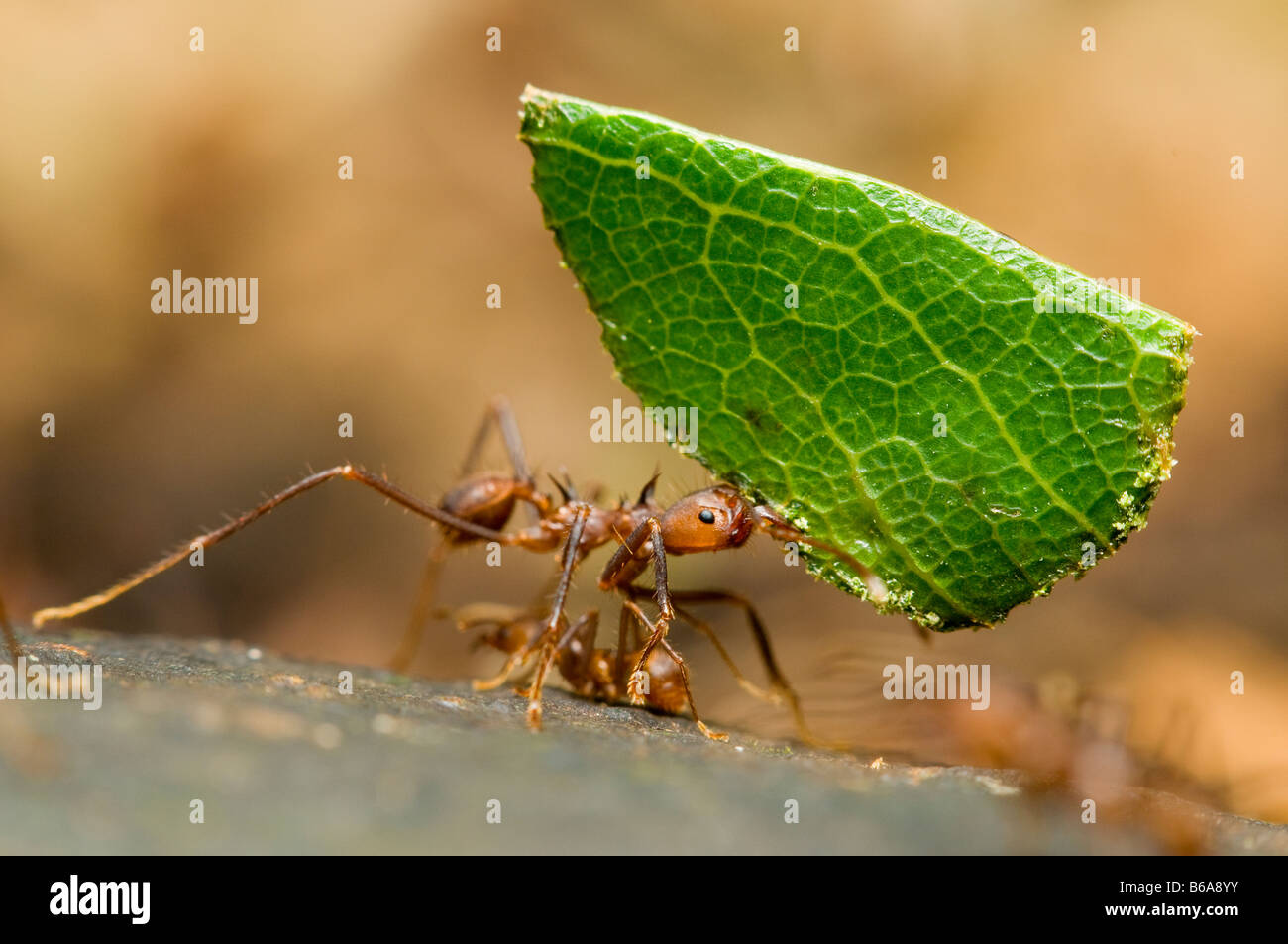 LEAF-CUTTER ANT carrying leaf Atta sp. Amazonian Rainforest Stock Photo