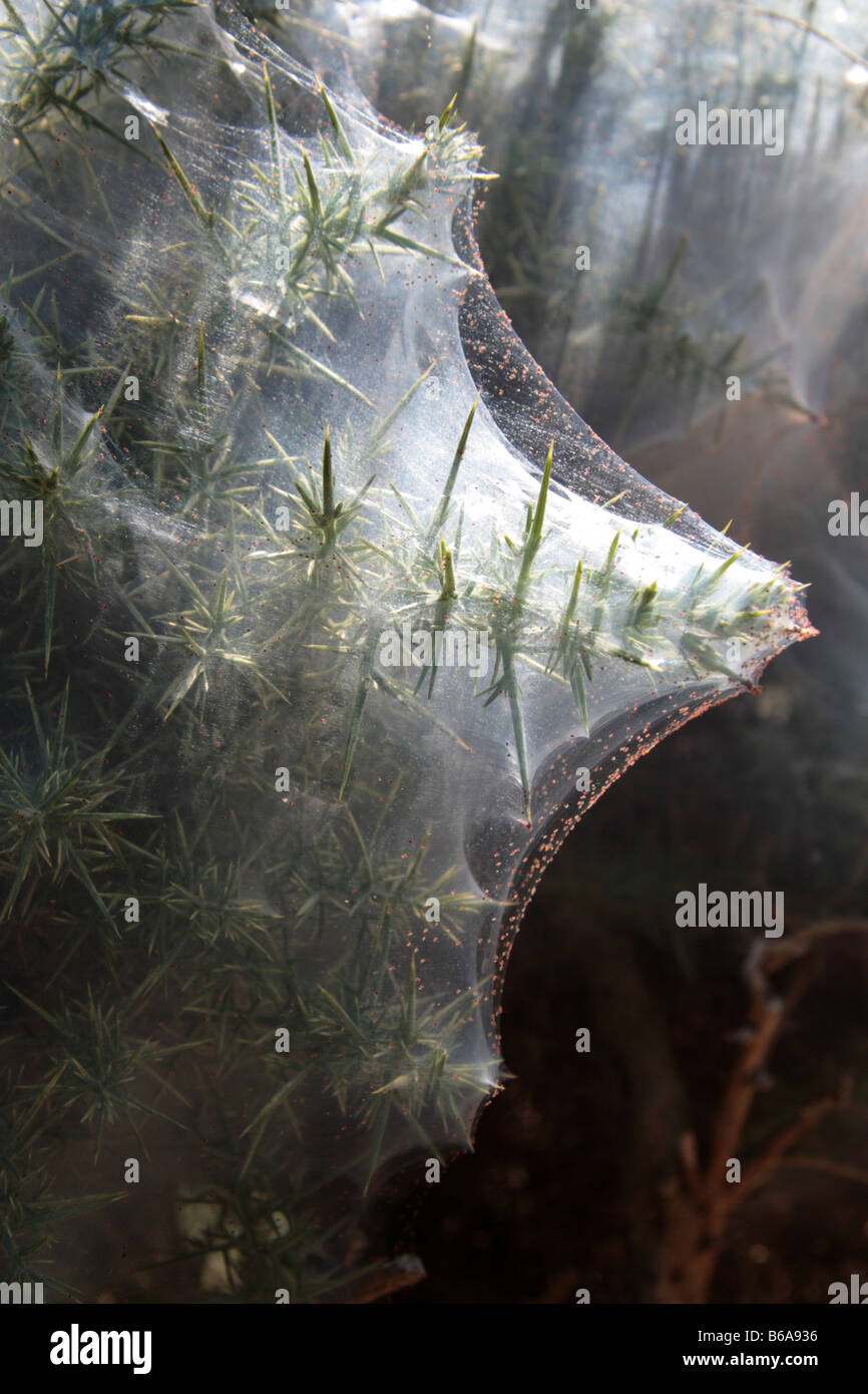 Red Mite cobweb on a Gorse Bush Plemont St Ouens Jersey Channel Islands Stock Photo