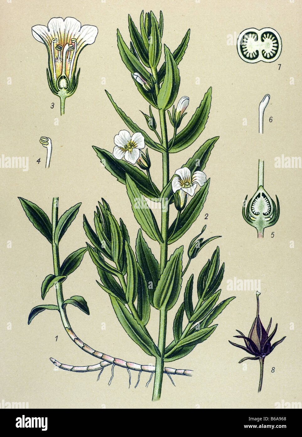 Hedgehyssop, Gratiola officinalis poisonous plants illustrations Stock Photo