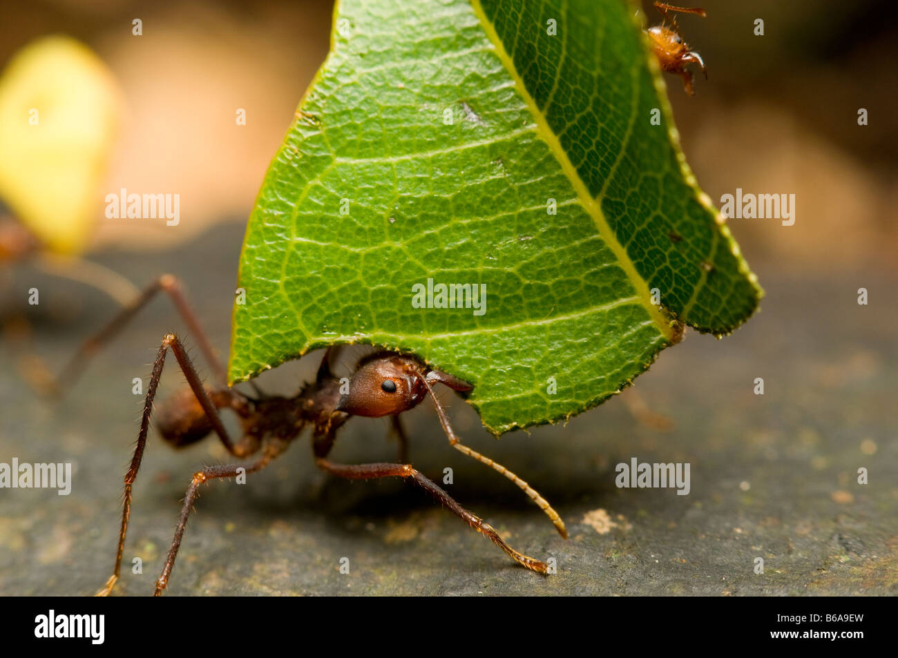 LEAF-CUTTER ANT carrying leaf Atta sp. Amazonian Rainforest Stock Photo