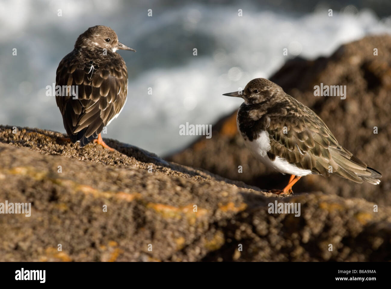 A couple of Turnstones standing on a rock next to the sea Stock Photo