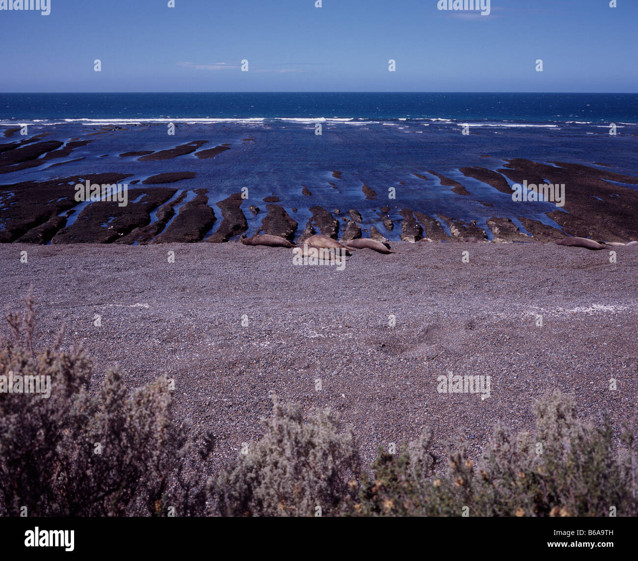 Sea Lions on the beach at Puerto Piramides, Peninsula Valdes Patagonia Argentina Stock Photo