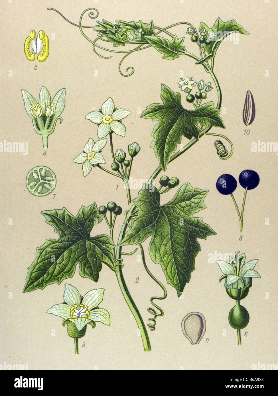 White briony, Bryonia alba poisonous plants illustrations Stock Photo
