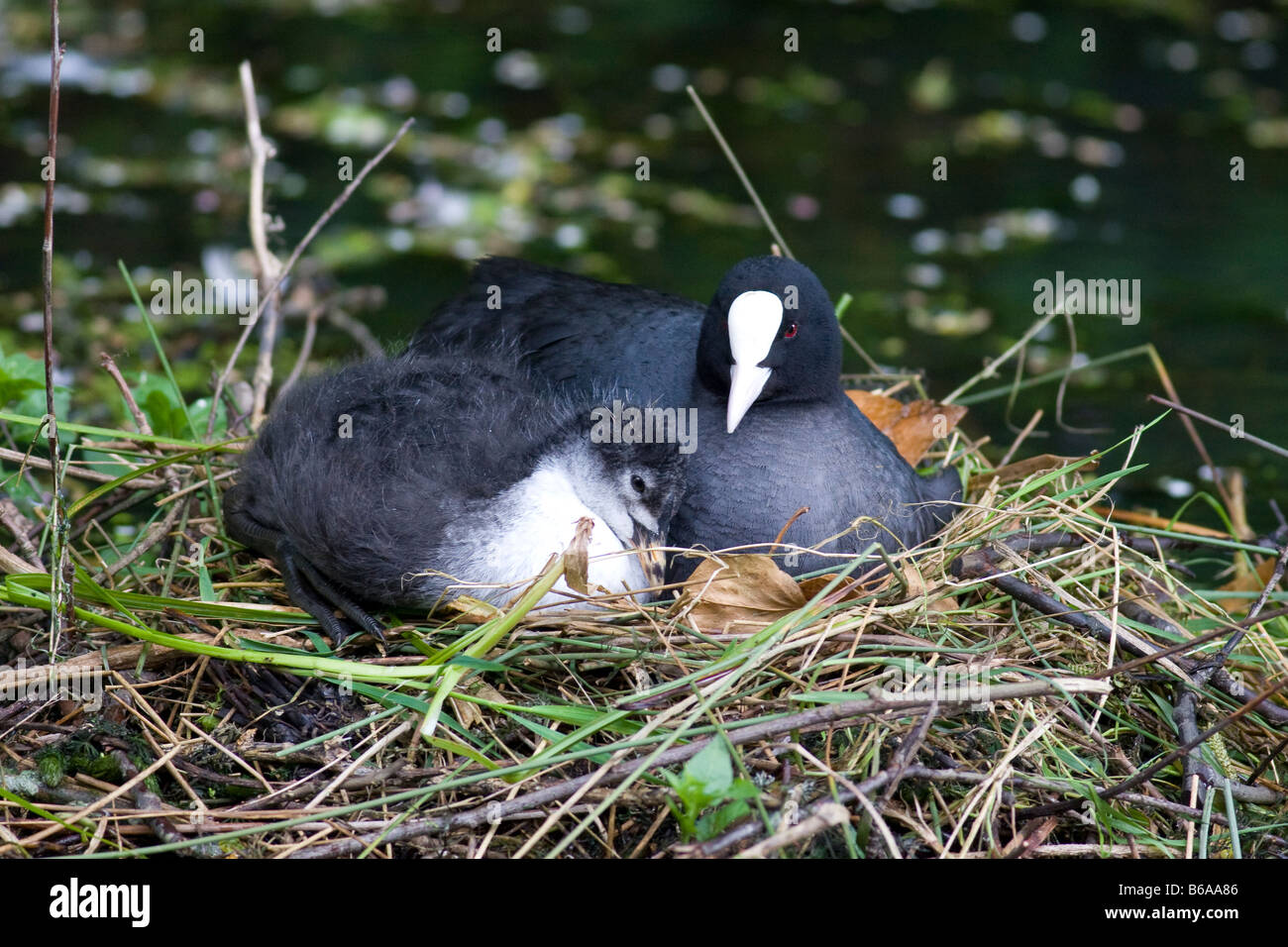 Adult Coot (Fulica atra) on eggs with unwanted recently fledged 1st brood chick determined to stay with mum Stock Photo