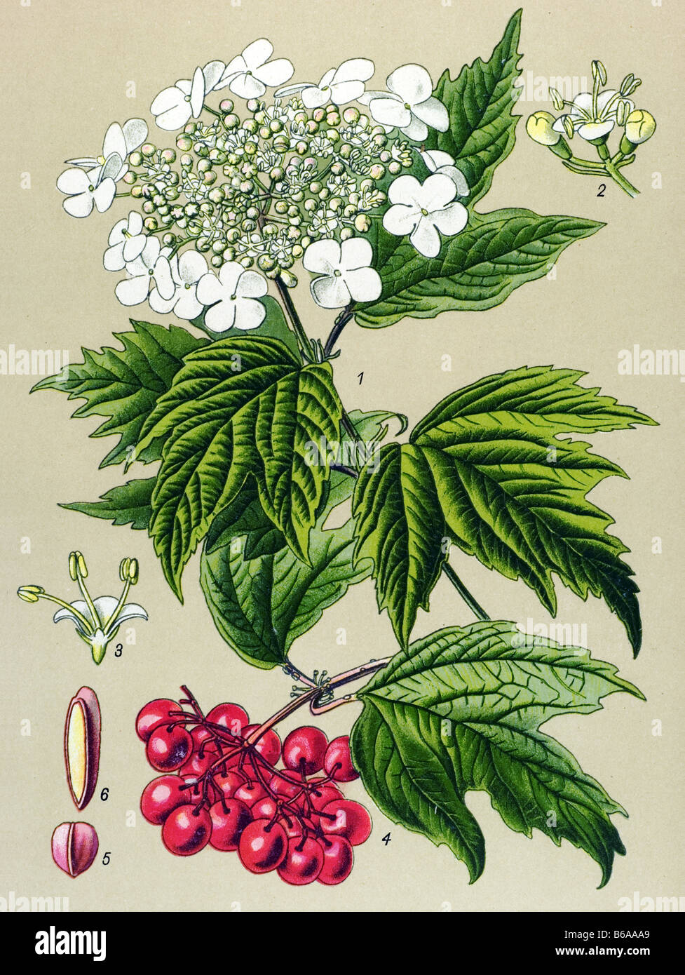 Guelder Rose, Viburnum opulus poisonous plants illustrations Stock Photo