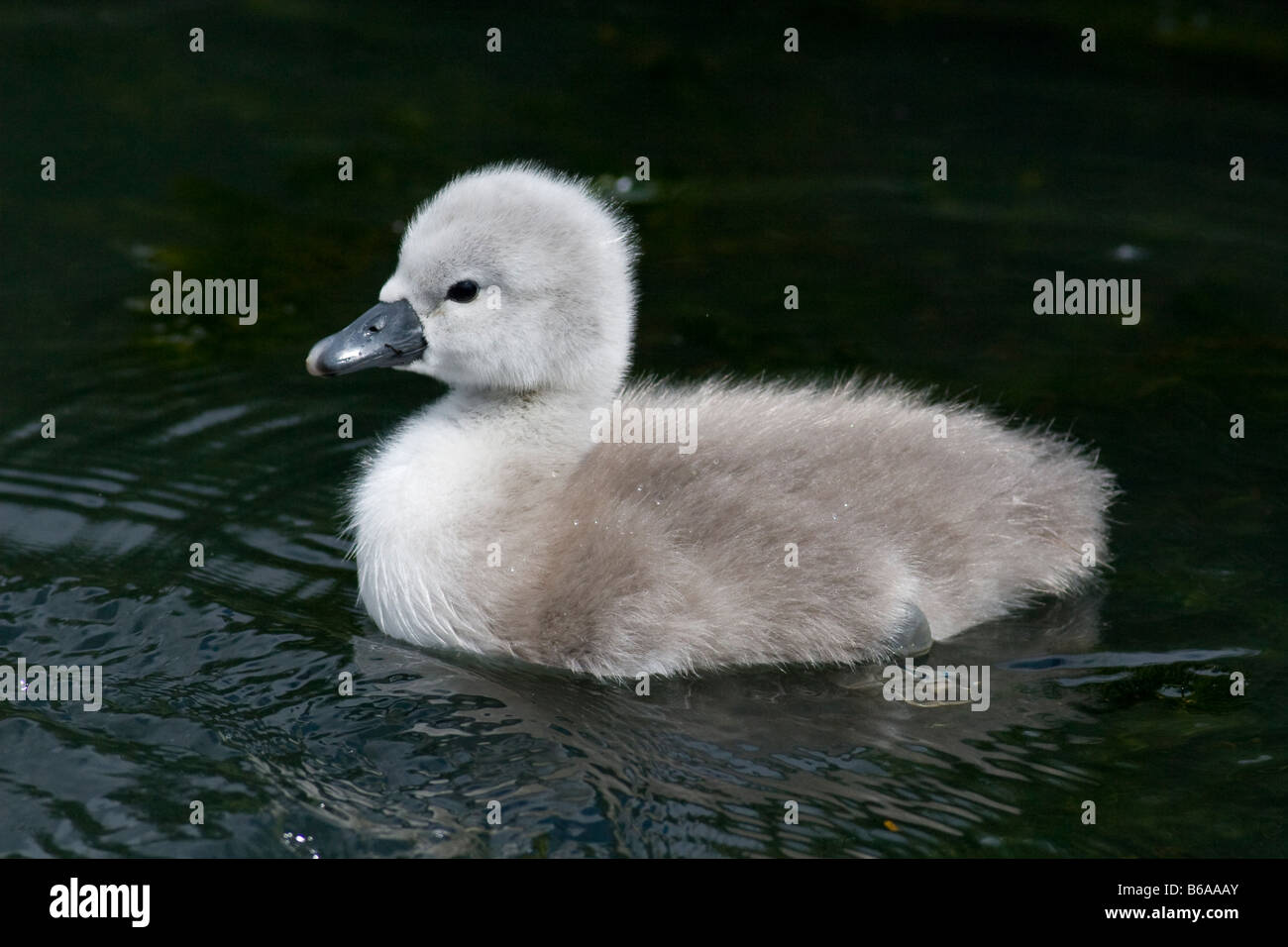 Mute Swan (Cygnus olor) cygnet Stock Photo