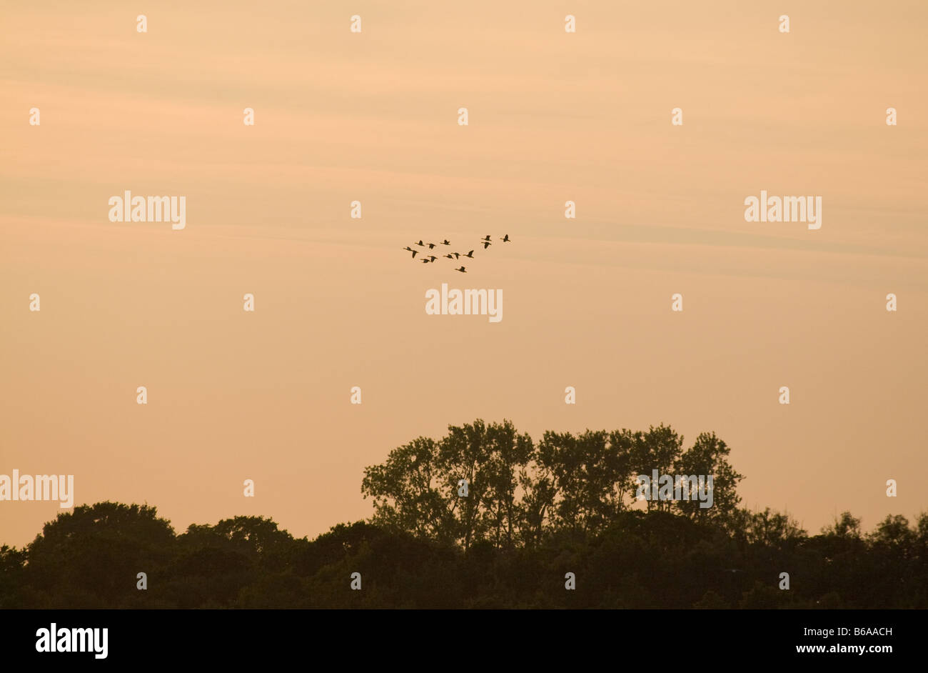 Flock of Geese Flying over Trees at Sunset Stock Photo
