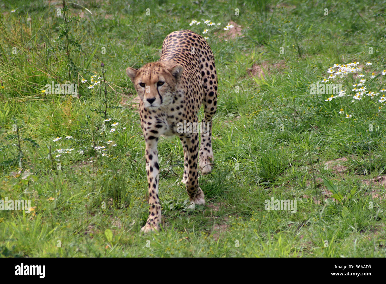 Cheetah Stalking Alert in Grass [Chester Zoo, Chester, Cheshire, England, Great Britain, United Kingdom, Europe].              . Stock Photo