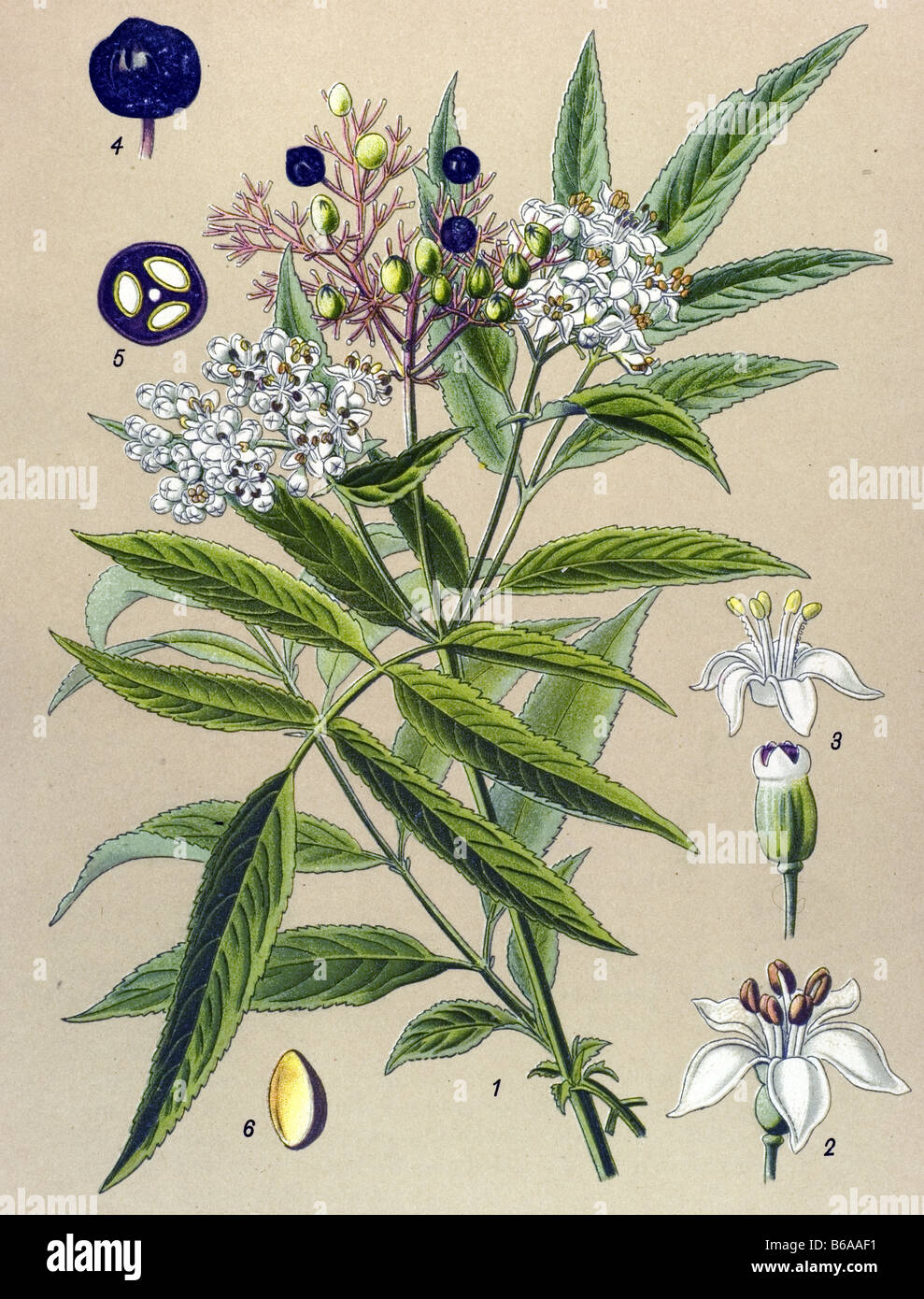 Danewort, Sambucus ebulus poisonous plants illustrations Stock Photo