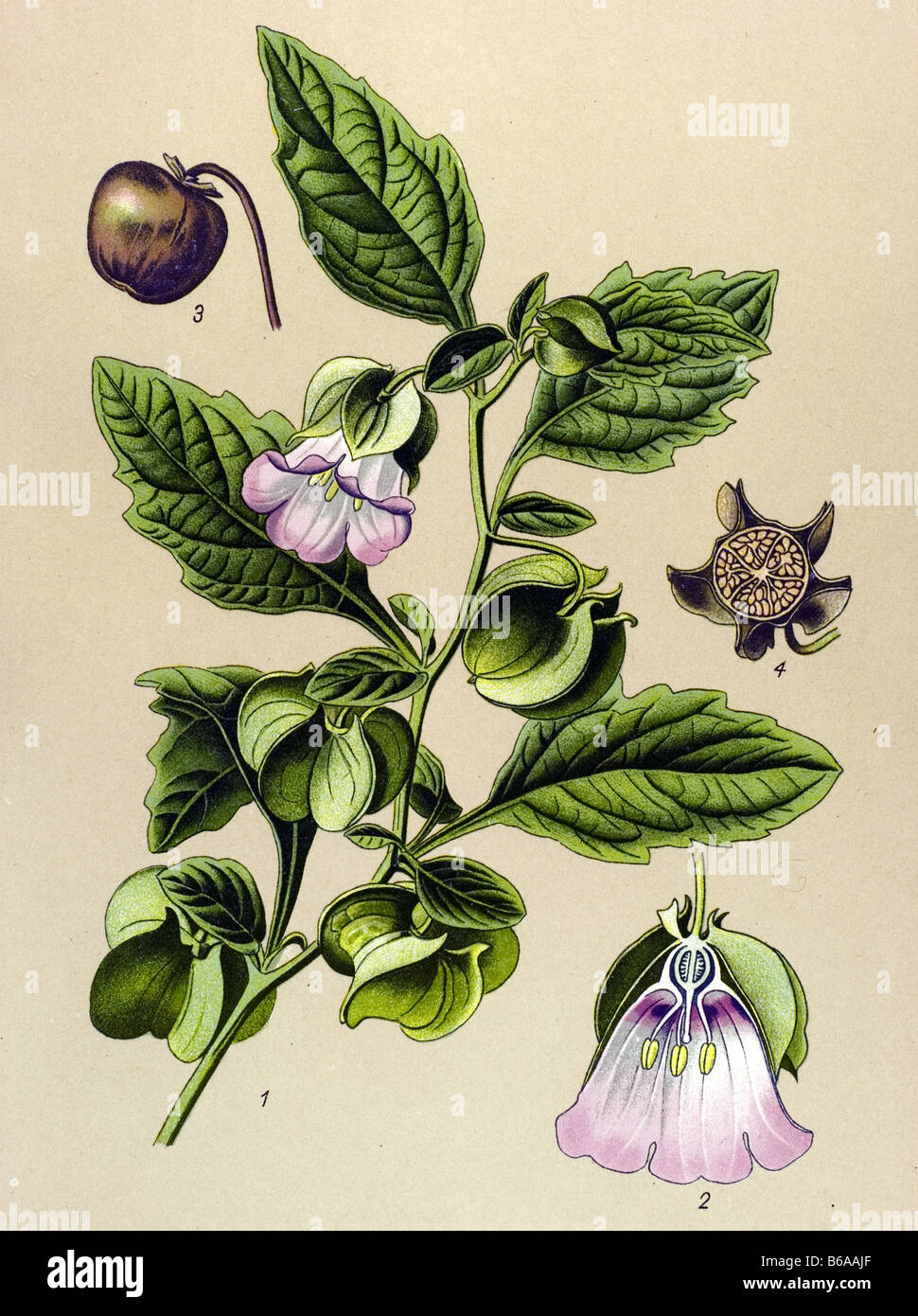 Apple of Peru, Nicandra physaloides poisonous plants illustrations Stock Photo