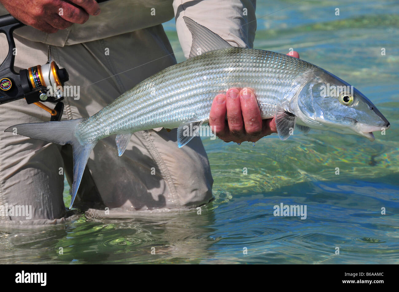 Bonefish hires stock photography and images Alamy