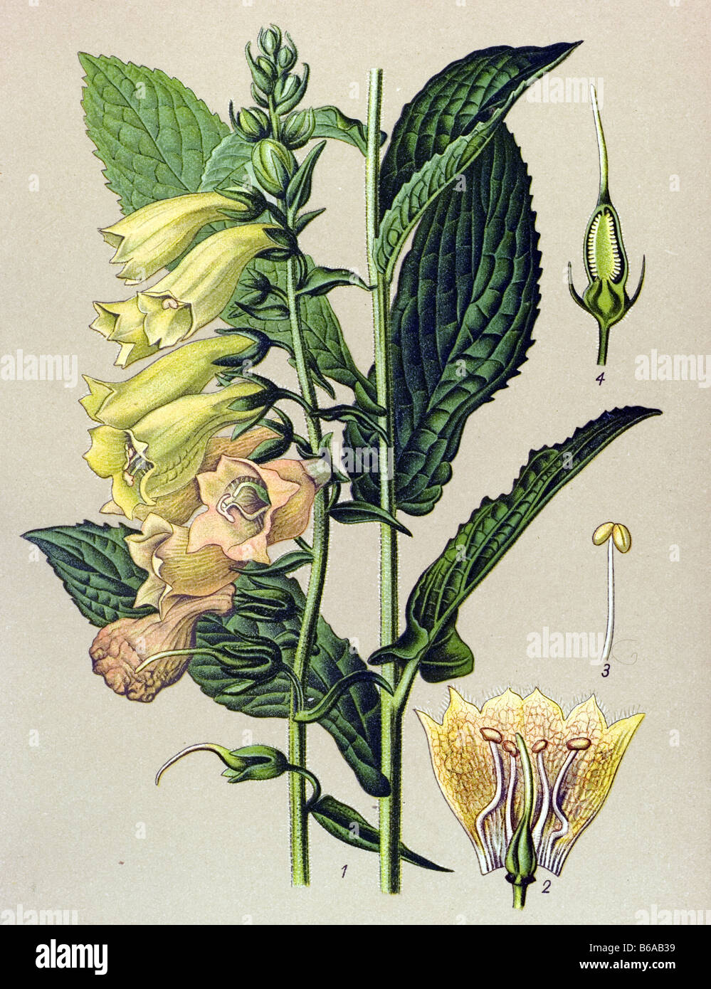 Digitalis grandiflora poisonous plants illustrations Stock Photo