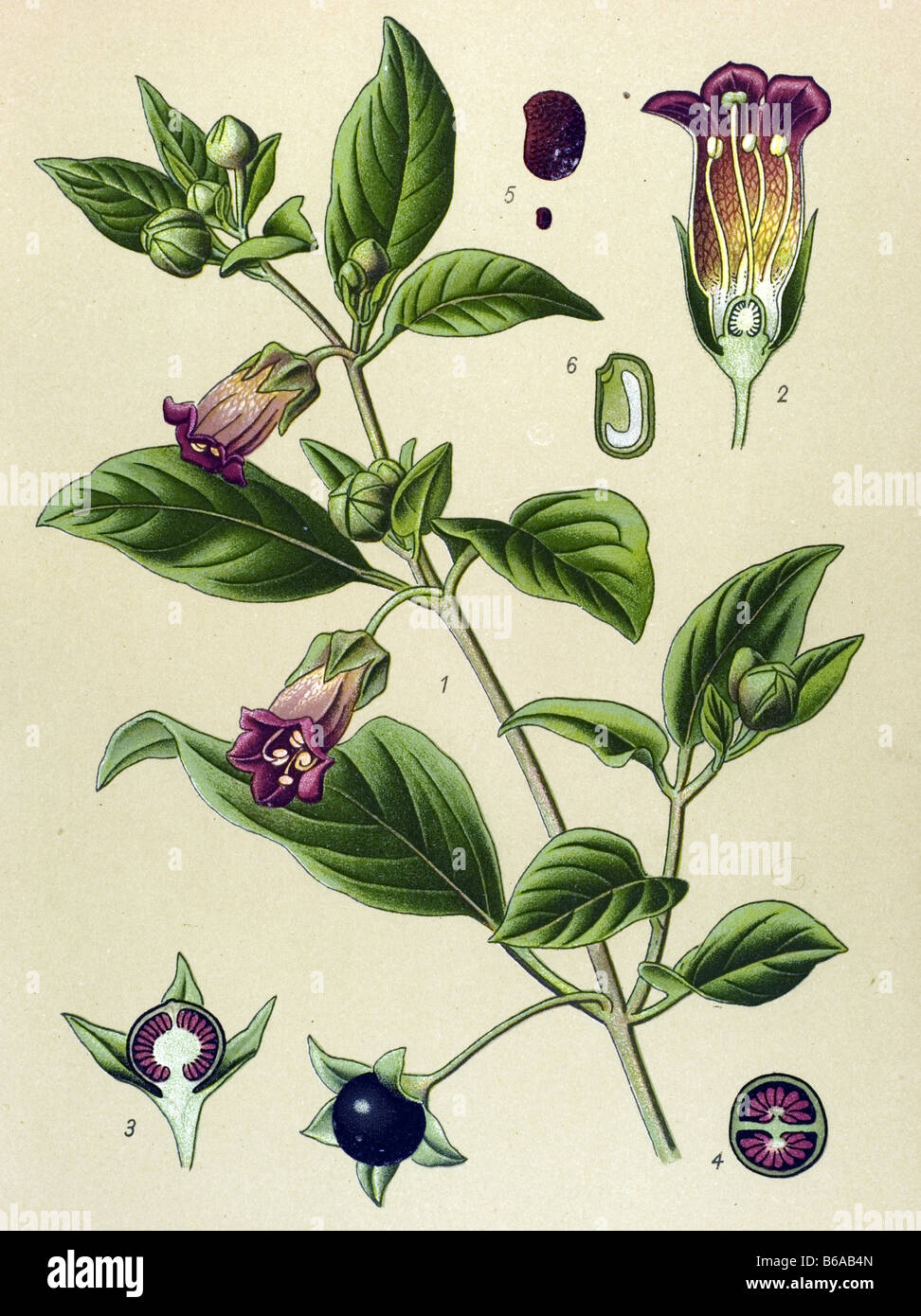 deadly nightshade, Atropa belladonna poisonous plants illustrations Stock Photo