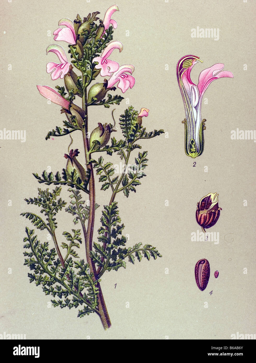 Marsh Lousewort, Pedicularis palustris poisonous plants illustrations Stock Photo