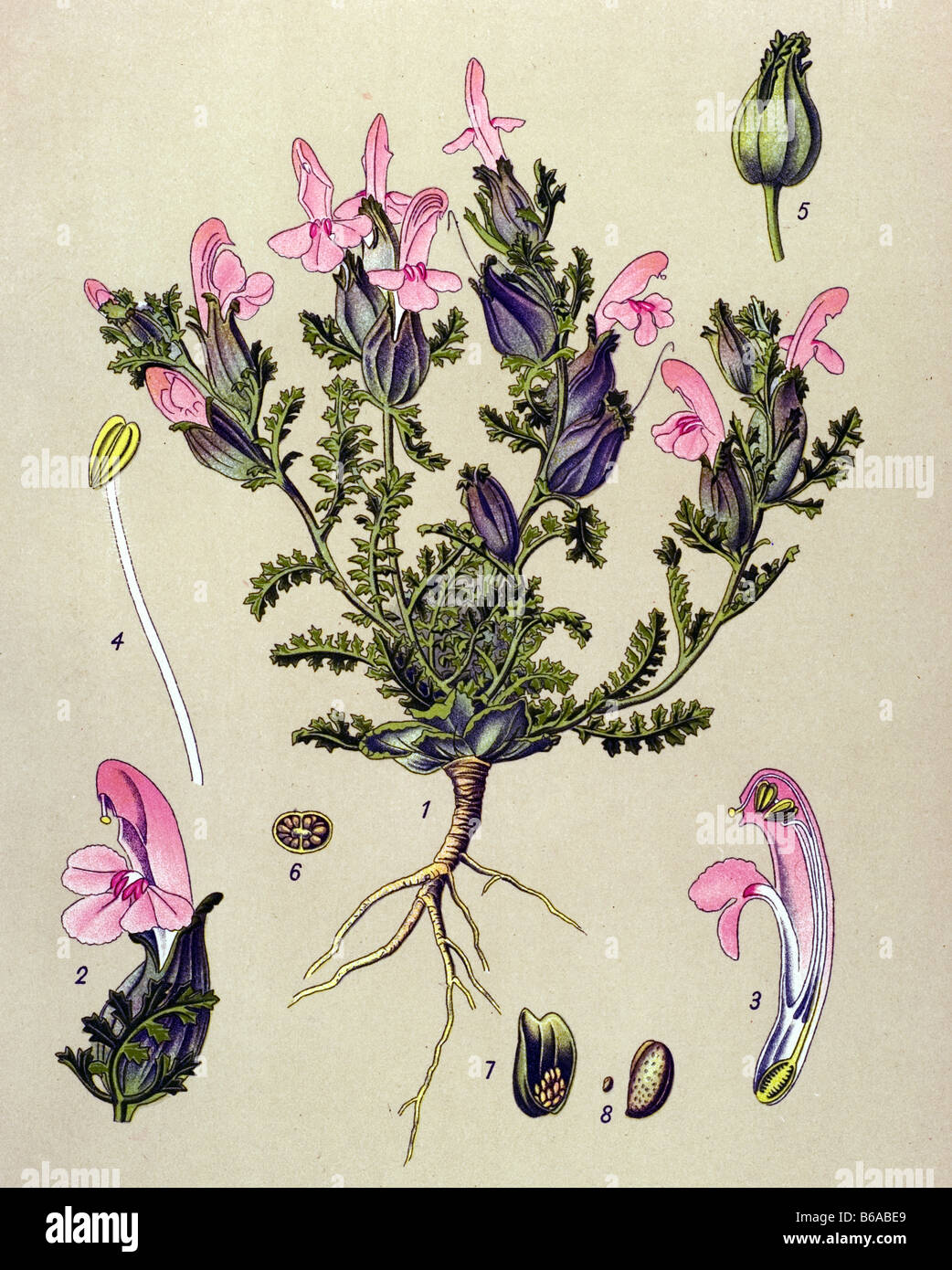 Lousewort, Pedicularis sylvatica poisonous plants illustrations Stock Photo