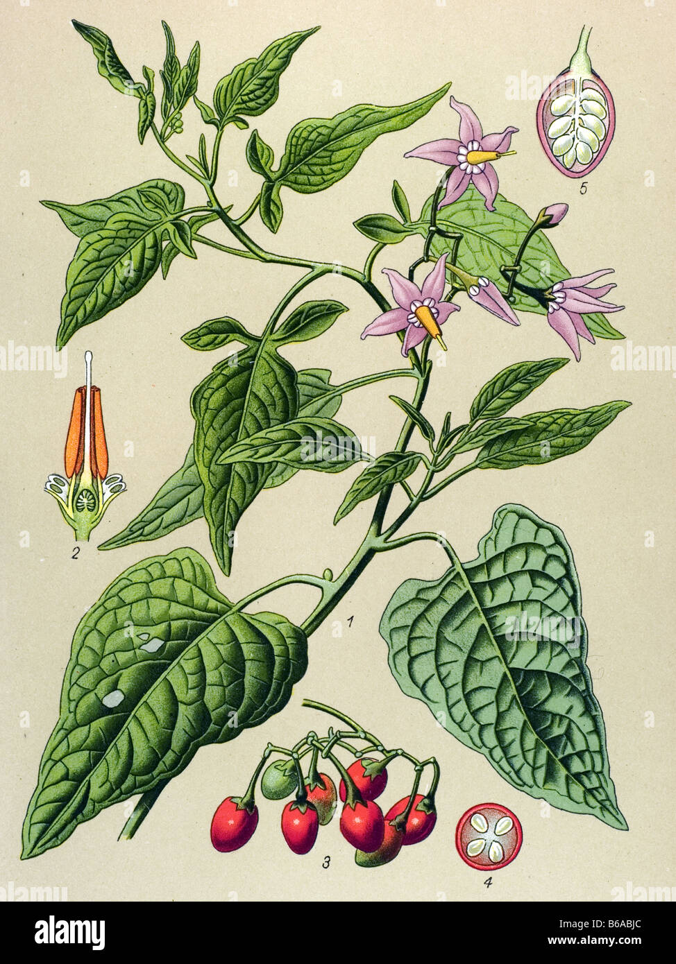 Bittersweet, Solanum dulcamara poisonous plants illustrations Stock Photo