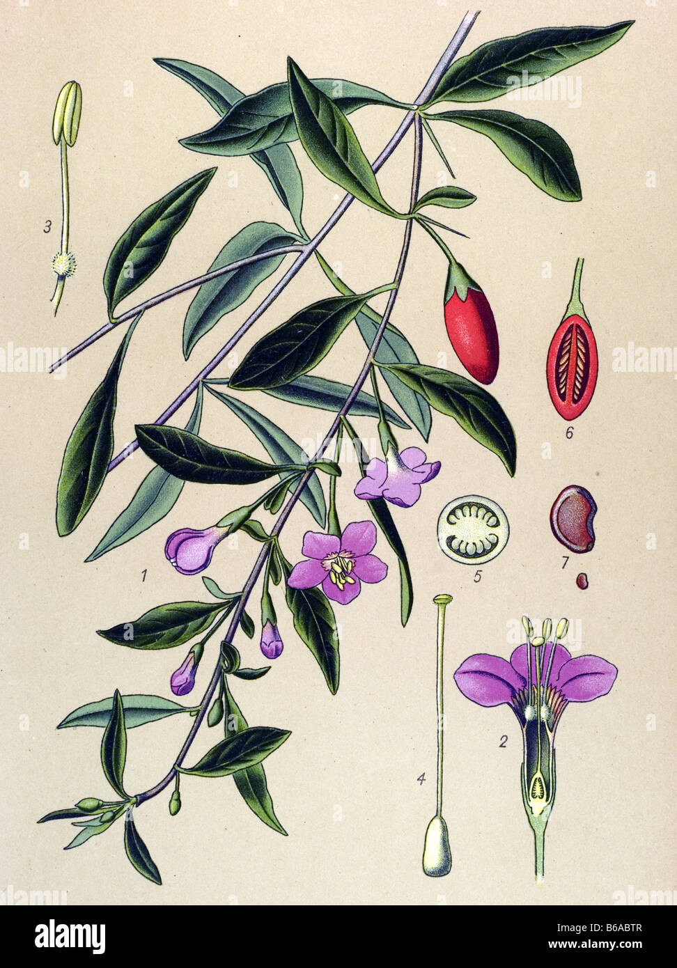 Wolfberry, Lycium halimifolium poisonous plants illustrations Stock Photo