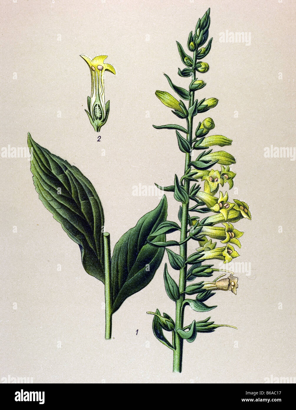 Yellow Foxglove, Digitalis lutea poisonous plants illustrations Stock Photo